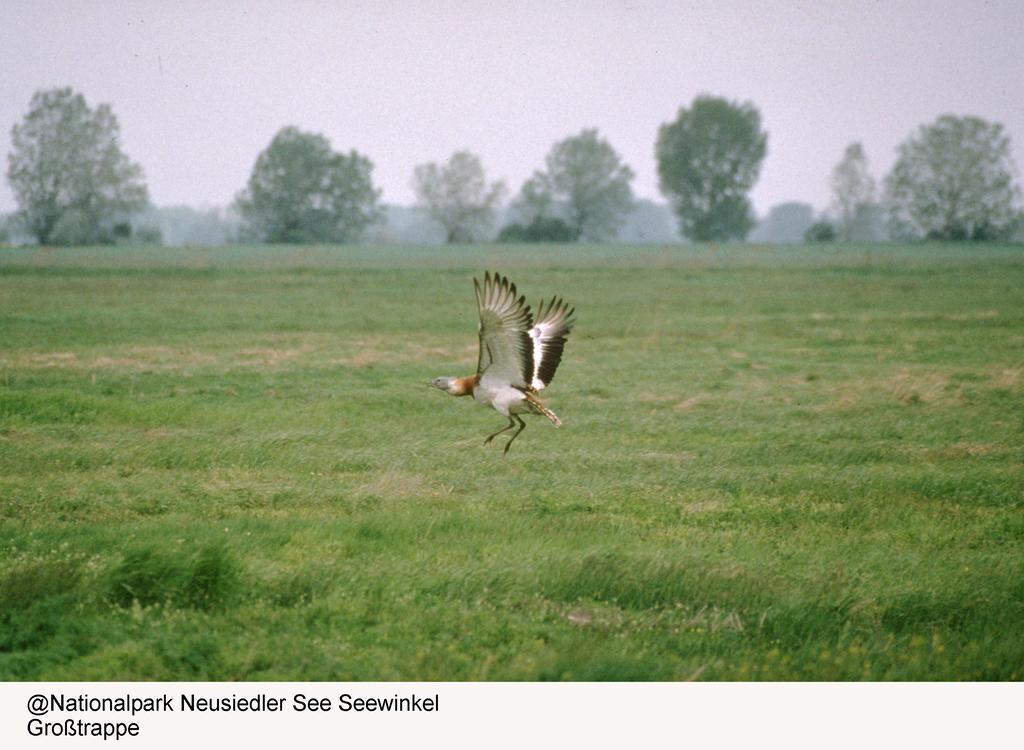 Gasthof Zur Linde Sankt Andra am Zicksee ภายนอก รูปภาพ